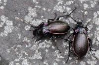 Carabus nemoralis