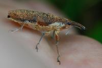 Lixus pulverulentus