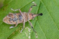 Lixus pulverulentus