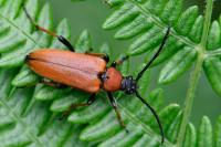 Stictoleptura rubra