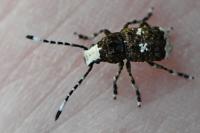 Platystomos albinus
