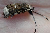 Platystomos albinus