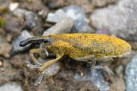 Lixus pulverulentus
