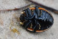 Anatis ocellata