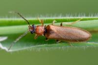 Denticollis linearis