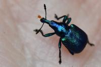 Byctiscus betulae