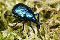 Byctiscus betulae