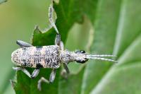 Rhagium mordax