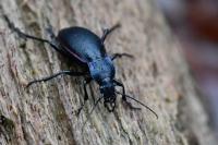 Carabus violaceus