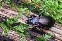 Carabus nemoralis