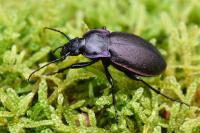 Carabus nemoralis