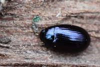 Platydema violacea