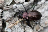Carabus arvensis