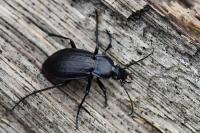 Carabus arvensis