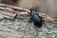 Carabus arvensis
