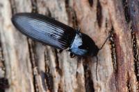 Hypoganus inunctus