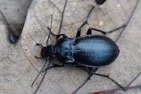 Carabus nemoralis