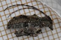 Pogonocherus caroli