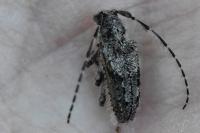 Pogonocherus caroli