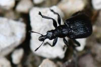 Deporaus betulae
