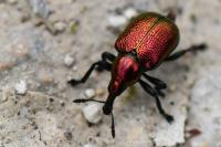 Byctiscus populi