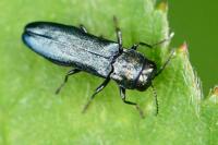 Agrilus cyanescens