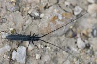 Calamobius filum