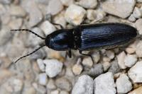 Hemicrepidius hirtus