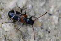 Poecilium alni