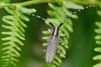 Agapanthia villosoviridescens