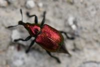 Byctiscus populi
