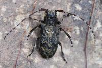 Mesosa nebulosa