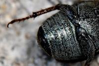 Hoplia philanthus