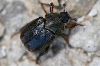 Hoplia philanthus
