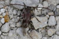 Exocentrus adspersus