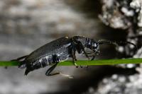 Stictoleptura scutellata