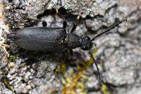 Stictoleptura scutellata