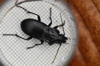 Abax parallelepipedus