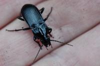 Abax parallelepipedus