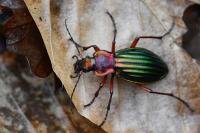 Carabus auronitens