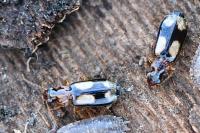 Dromius quadrimaculatus
