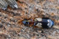 Calodromius bifasciatus