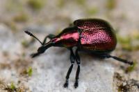 Byctiscus populi