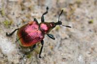 Byctiscus populi