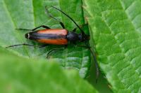 Stenurella melanura