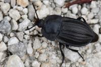 Silpha carinata