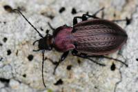 Carabus arvensis
