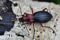 Carabus auronitens