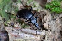 Cychrus attenuatus