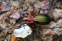 Carabus auronitens
